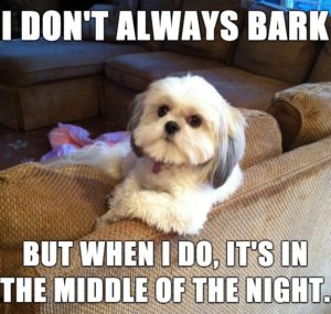 bark in the middle of the night